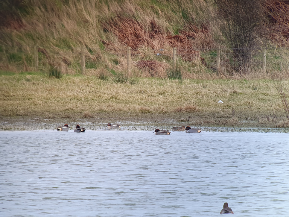 Green winged teal and more sightings highlights